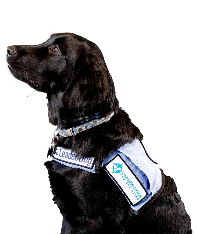 Black Lab dog sits at attention. He's wearing a leader dog vest.